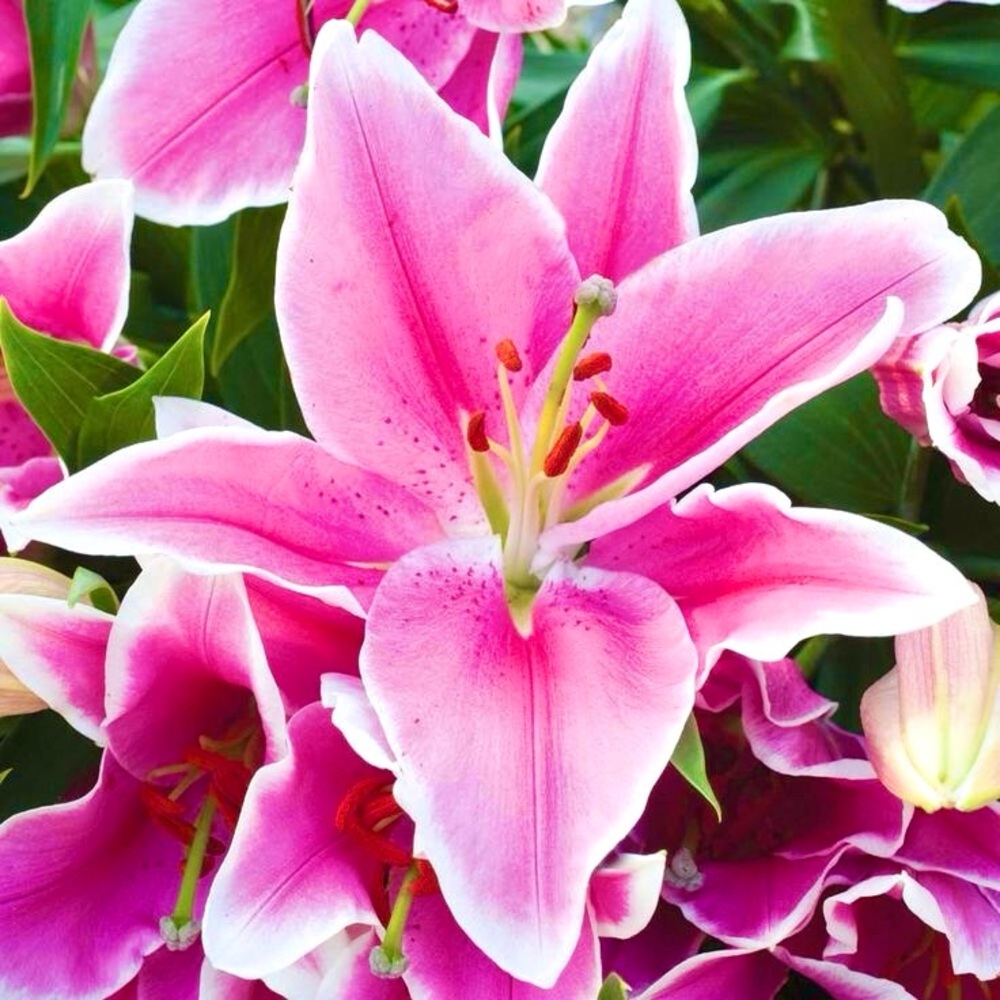 🌴💜🌊🌴💜🌊🌴💜🌊🌴💜🌊🌴💜